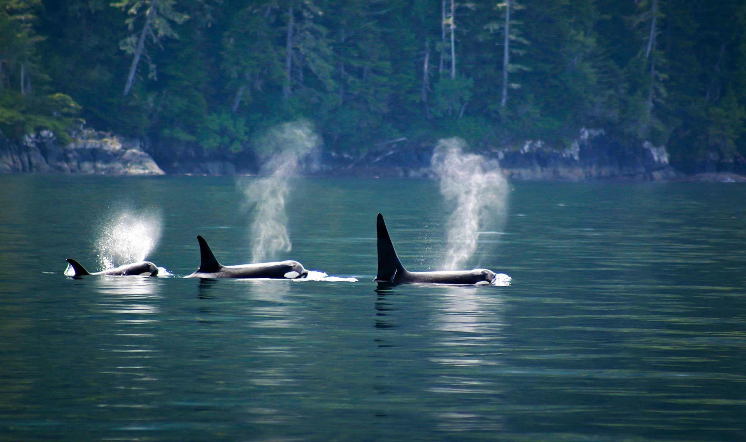 3 orcas blowing out water and passing through Discovery Passage