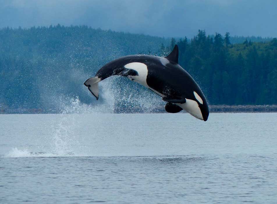 An orca jumping out of the water, their whole body in the air.