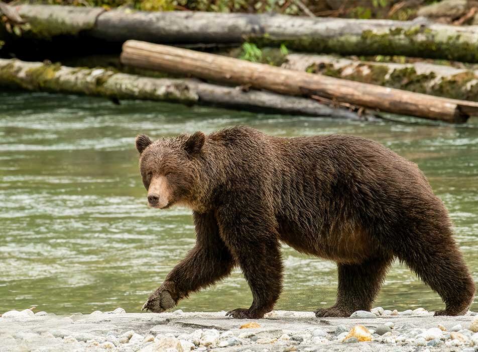 A grizzly bear walks along the sandy, rocky shoreline of Bute Inlet.