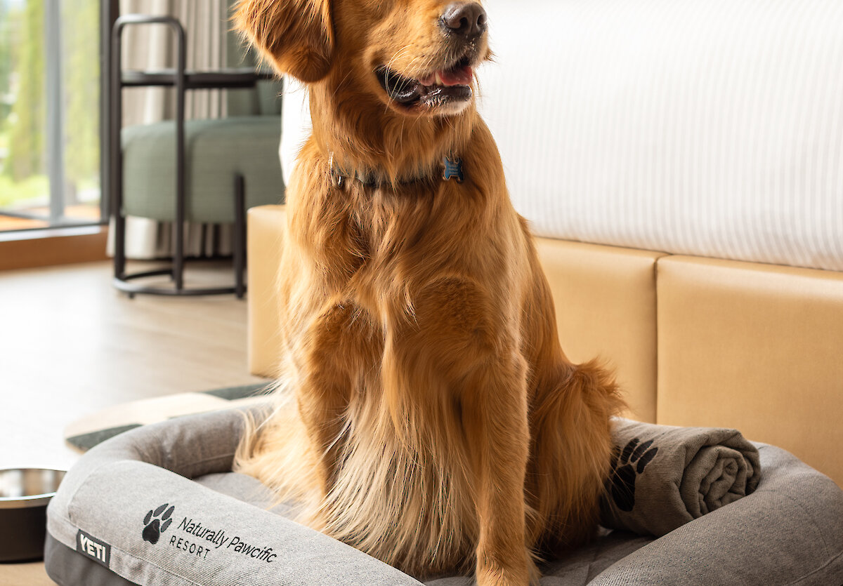 A happy golden retriever sitting on his Naturally Pawcific Dog Bed