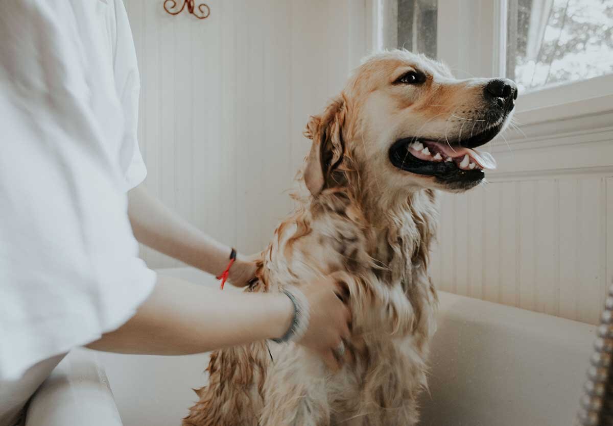 A happy golden retriever is getting a bath