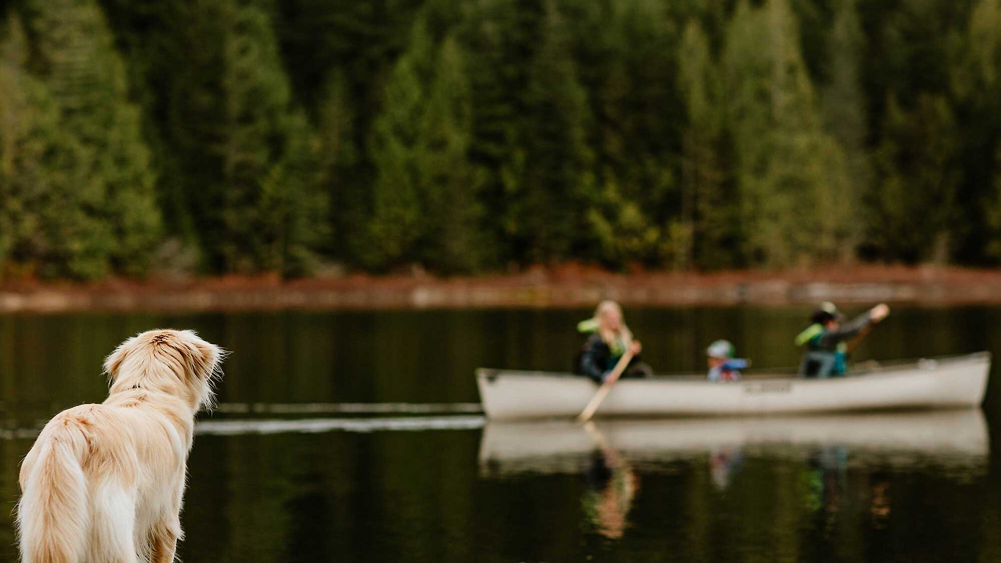 A family canoes McIvor Lake as their golden retriever looks at them from the dock