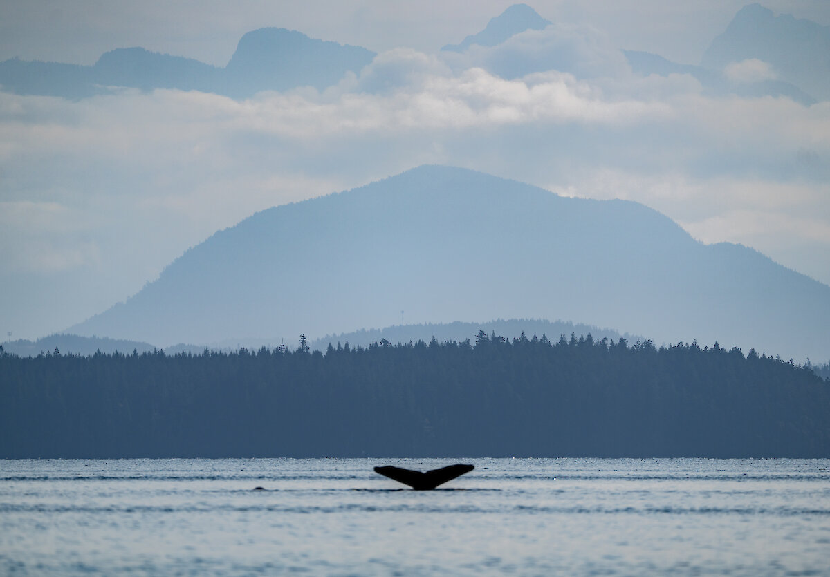 Campbell River harbour on a clear sunny morning.