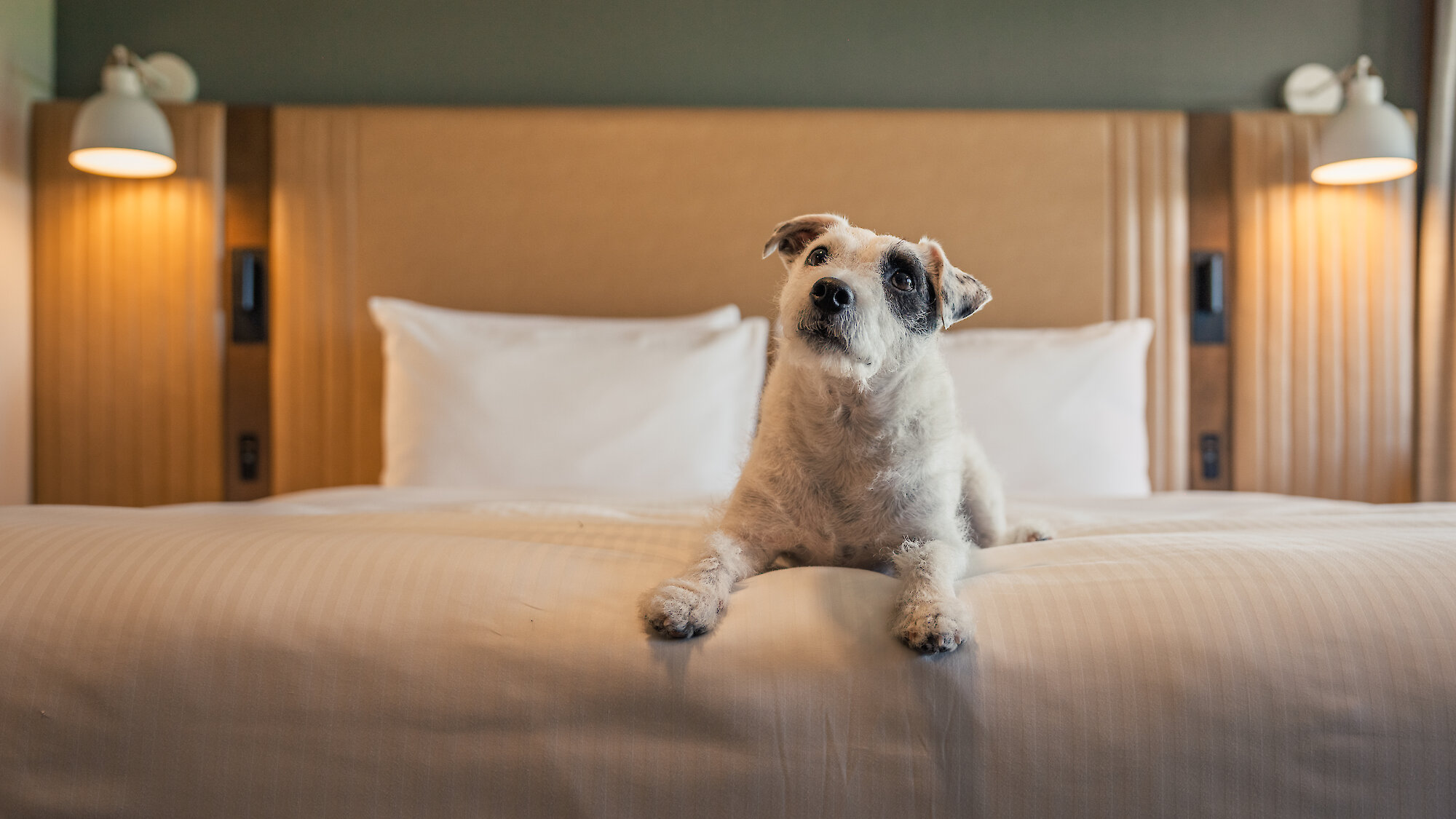 A woman lies on a hotel bed smiling at her orange and white dog