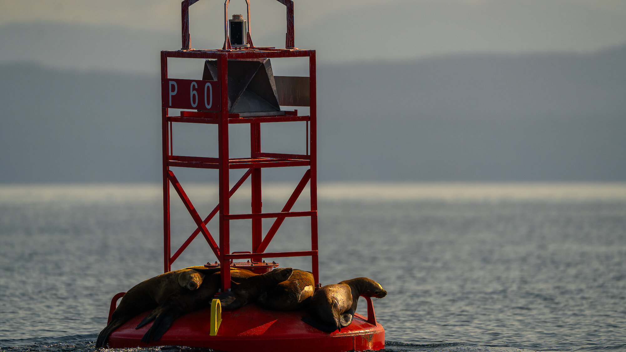 Aerial view of Elk Falls and the bridge