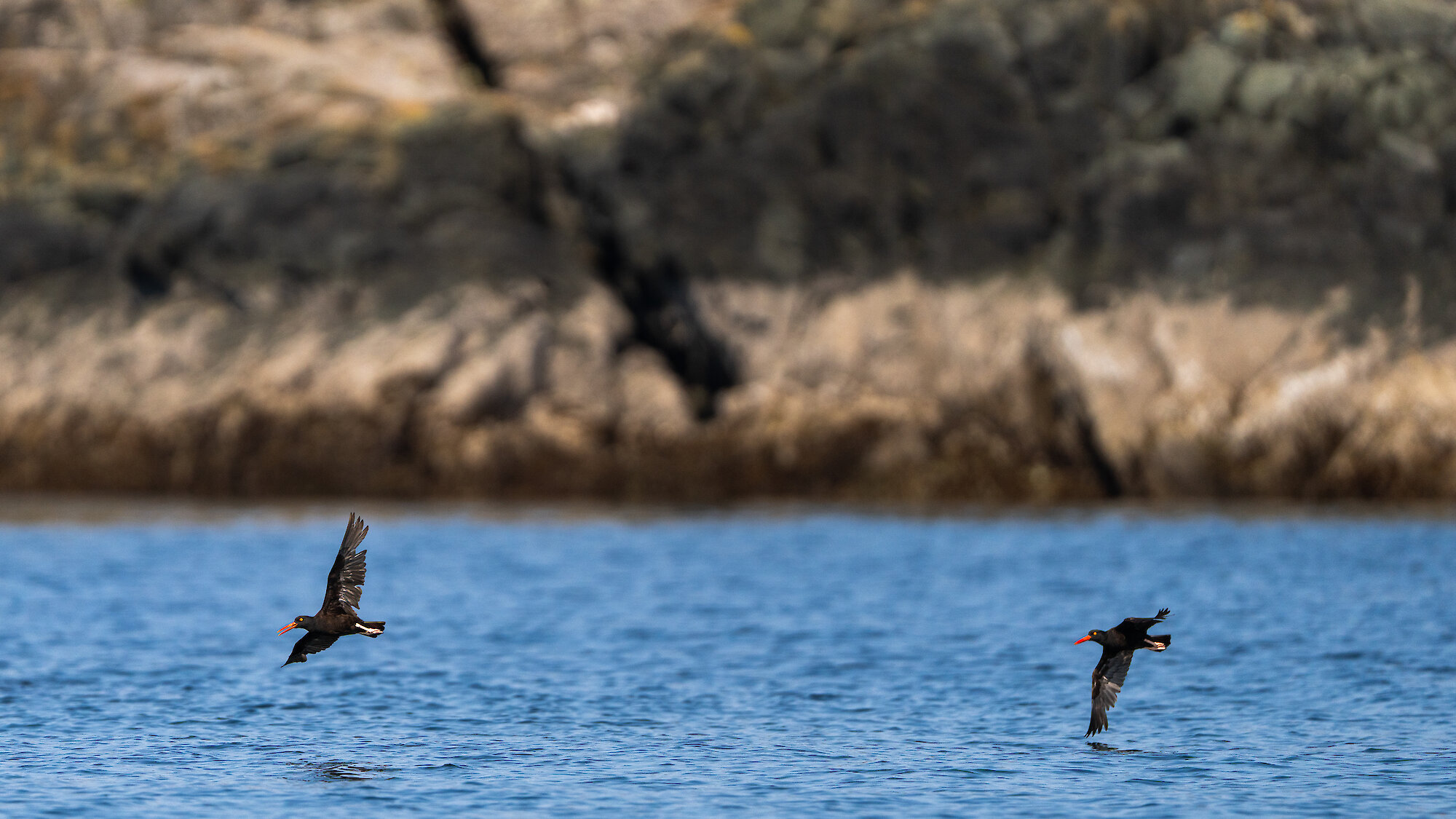 The Campbell River Pier stretches out along the blue sky and water with Quadra Island in the background.