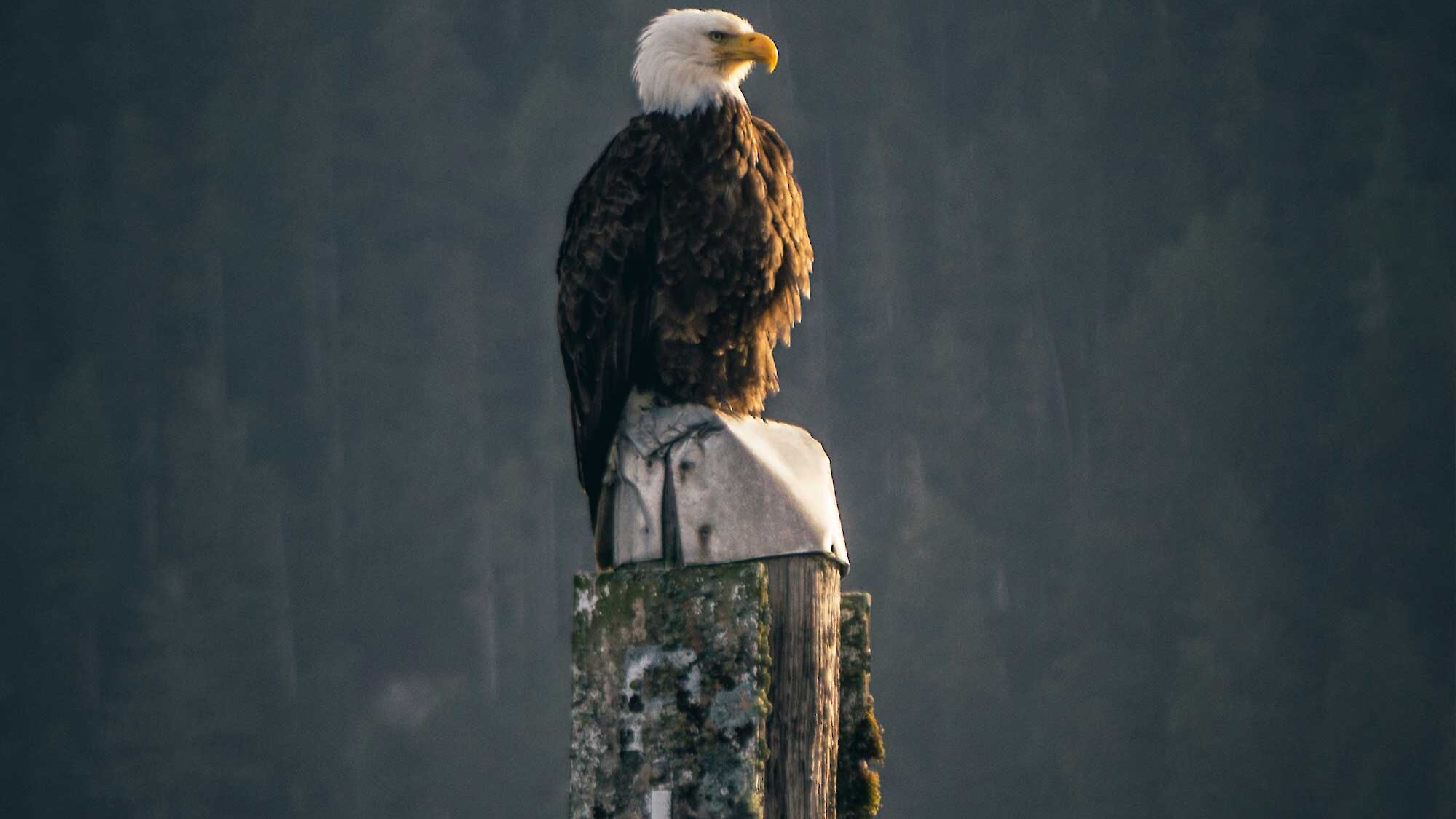 Bald eagle perched over looking the water with a blurred background of pine trees.