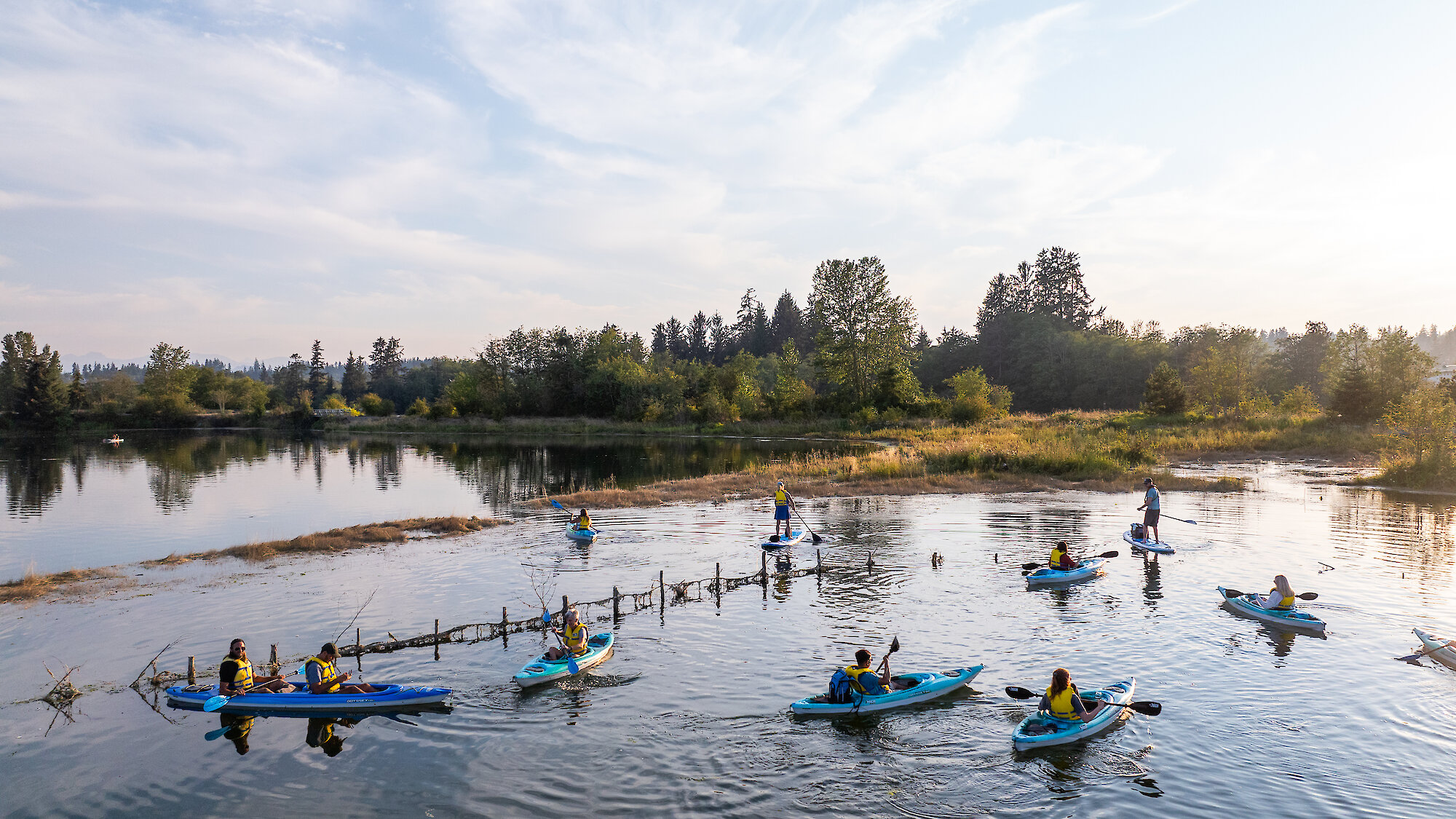 Bald eagle perched over looking the water with a blurred background of pine trees.